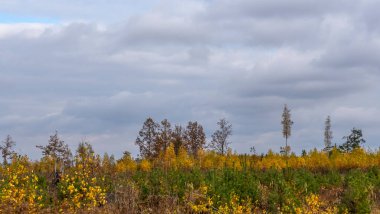 Sonbahar panoraması. Genç ağaçlardan oluşan bir çalı tarlası gri bulutlu bir gökyüzü boyunca uzanıyordu. Doğa konsepti. Dramatik gökyüzü arka planında Copse sahada.