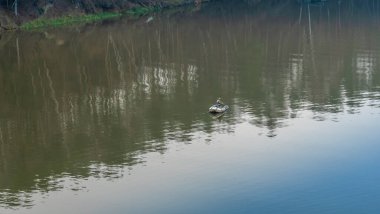 Nehirde lastik botta bir balıkçı. Akşamları nehirde teknede balık tutan olgun bir adam. Rahatla konsept.