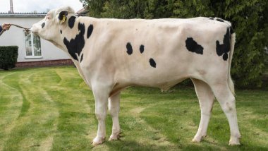 Çiftlikteki kabile boğası. Beyaz boğa Holstein 'in gösteri standındaki bir prodüktörüdür. Çiftlik işi kavramı.