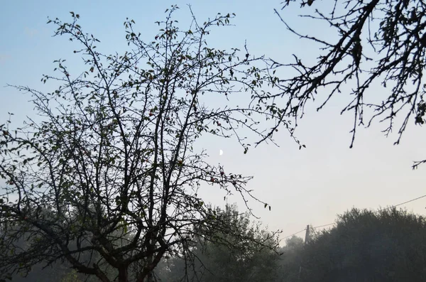 Ramos Nus Árvores Contra Céu Crepúsculo Conservação Natureza Espaço Para — Fotografia de Stock