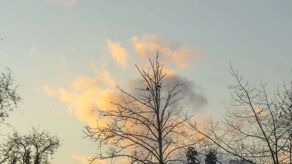 Kahle Äste Von Bäumen Gegen Den Dramatisch Bewölkten Himmel Naturschutz — Stockfoto
