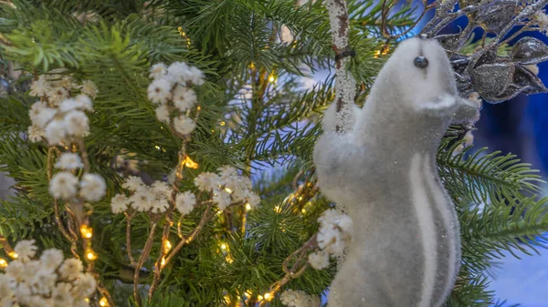 Σκίουρος Σκίουρος Κάθεται Ένα Αφράτο Έλατο Κλαδιά Καλά Χριστούγεννα Και — Φωτογραφία Αρχείου
