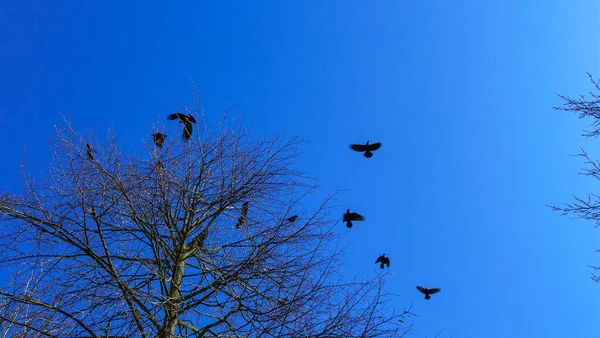 Koloni Burung Jackdaw Eropa Koloni Jackdaw Bersarang Tinggi Puncak Pohon — Stok Foto