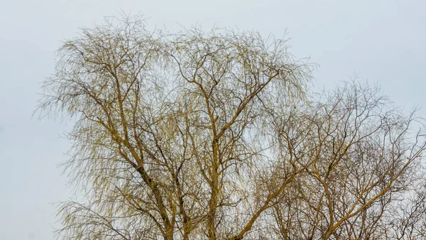 Ramos Nus Árvores Contra Céu Dramático Conservação Natureza Espaço Para — Fotografia de Stock