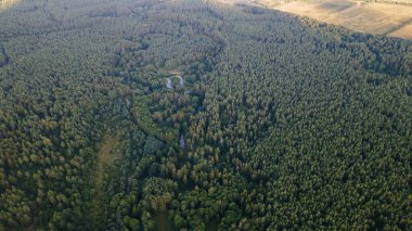 Yüksekten çam ormanı. Uçağı yemyeşil bir çam ormanının üzerinde..