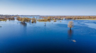 Dalgalanan sular altında kalan ağaçlar. Sudaki ağaçlar. Beyaz Rusya 'nın Turov kenti yakınlarındaki Pripyat Nehri' nin taşmasıyla manzara.