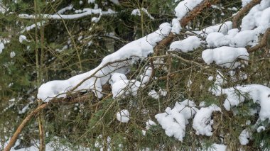 Kış ormanı Ağaçların dallarında kar. Ağaçların arasında, parkta soğuk hava. Kışın rahat yürüyüşler. Kış konsepti.