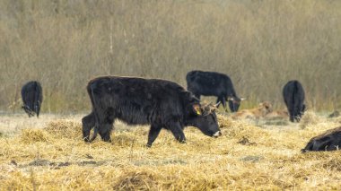 Baharda çıplak çayırlarda yabani inekler. İnekler, resimli bir arka planda kuru otların arasında vahşi otlaklarda otlarlar. Vahşi yaşam konsepti.