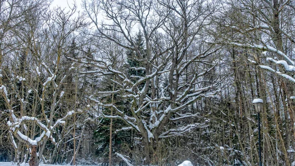 Bäume Ohne Blätter Schneebedecktem Boden Weiße Winterlandschaft — Stockfoto