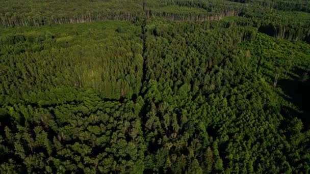 森林和道路的空中景观 无人机从树梢上飞过4K分辨率中的自然背景 — 图库视频影像