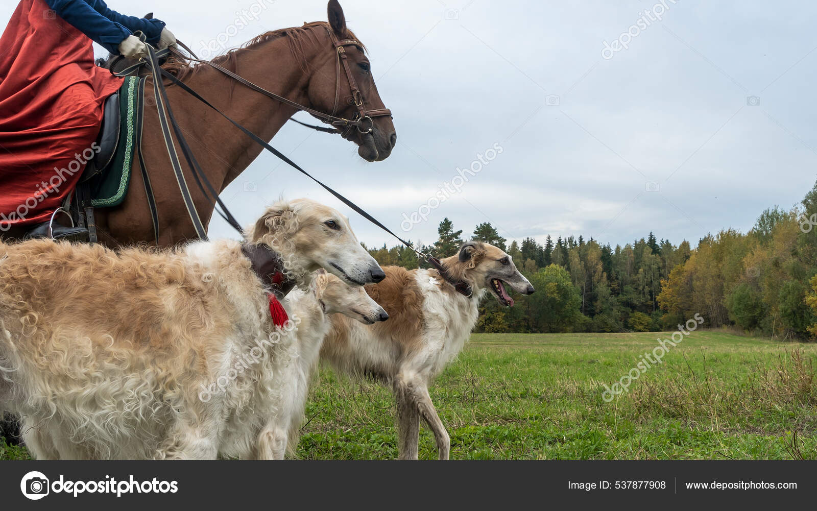 Beautiful Russian Borzoi Greyhound Dogs Horse Close View Dogs