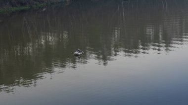 Nehirde lastik botta bir balıkçı. Akşamları nehirde teknede balık tutan olgun bir adam. Rahatla konsept.