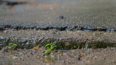 Yağmurlu bir günde su birikintilerine düşen yağmur damlaları. Şehirdeki asfalta büyük bir yağmur damlası düşüyor. Yakın plan yağmur damlaları, şehirde kötü hava..