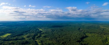 Havadan çekilmiş canlı yeşil ağaç tepe örtüsü doğal orman arka planı. Yukarıdan çam ormanı manzarası.