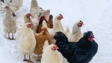 Bir grup güzel yerli beyaz tavuk ve siyah horoz karlı bir kış gününde karda yürüyorlar. Tavuk çiftliği kavramı.
