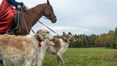 Güzel Rus borzoisi ya da atlı tazı köpekleri. Köpeklerin ve sıcak kafaların yakın görüntüsü. Hayvan konsepti. Rus Borzoi köpekleriyle geleneksel avın tarihi yeniden canlandırması.