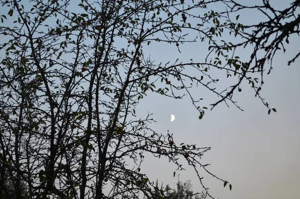 Des Branches Nues Arbres Contre Ciel Crépuscule Conservation Nature Espace — Photo