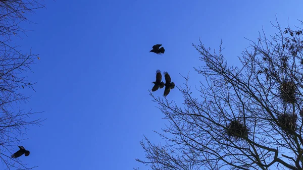 欧洲Jackdaw鸟的殖民地 在乌云密布的天空下 在光秃秃的树梢上筑巢的一群美洲驼 鸟类学概念 — 图库照片