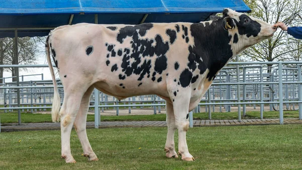 Tribal Bull on the farm. The white bull is a producer of the Holstein breed in the exhibition stand. Farm business concept.