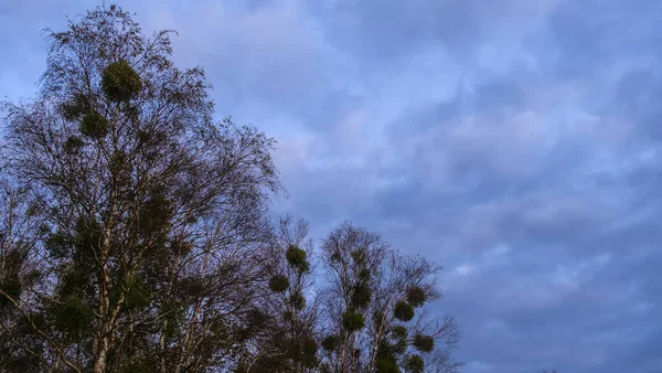 Fák Csupasz Ágai Borítják Alkonyat Égboltját Felhőkkel Természetvédelem Szöveg Helye — Stock Fotó