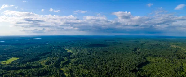 Havadan çekilmiş canlı yeşil ağaç tepe örtüsü doğal orman arka planı. Yukarıdan çam ormanı manzarası.