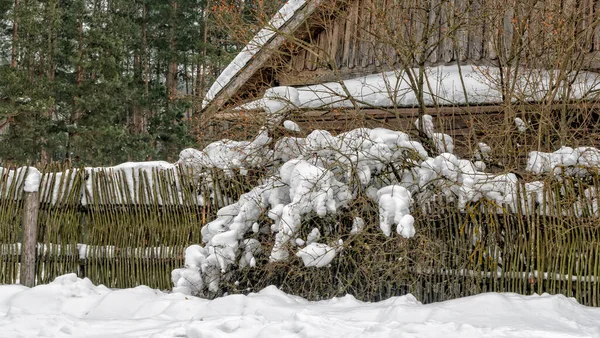 Hóval Borított Bokrok Kerítés Mentén Télen Hóesés Idején Hóval Borított — Stock Fotó