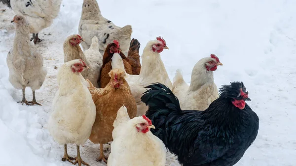 Bir grup güzel yerli beyaz tavuk ve siyah horoz karlı bir kış gününde karda yürüyorlar. Tavuk çiftliği kavramı.