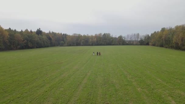 牧草地で馬を走らせているヴィンテージ衣装のグループライダーの空中ビュー 馬術の概念 田舎の生態交通 — ストック動画