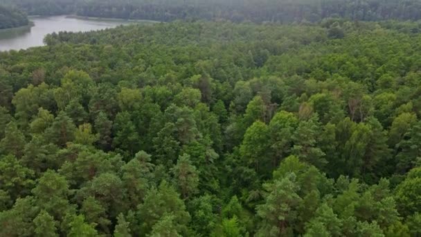 Flyg Över Gammal Bro Över Smalspårig Järnväg Och Skog Regnet — Stockvideo