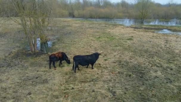 Flock Vilda Kor Äng Jävla Boskap Naturen Begreppet Vilda Djur — Stockvideo