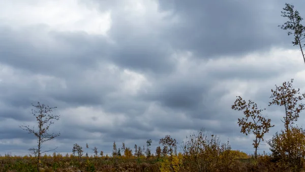 Branches Nues Des Arbres Contre Ciel Nuageux Dramatique Conservation Nature — Photo