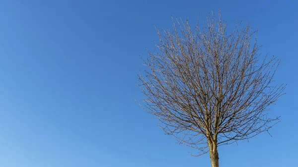 Coroas Redondas Árvore Pequena Decorativa Sem Folhas Contra Fundo Céu — Fotografia de Stock