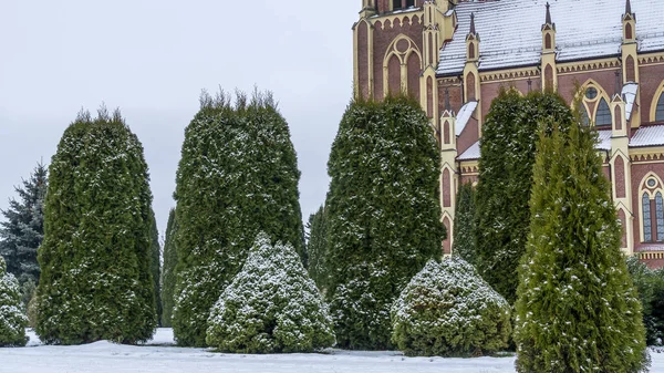 Kış çimenliği, köyde thuja ağaçları ve park heykelleri var. Peyzaj tasarımı. Bahçe kavramları. Arka planda eski bir kilise var..