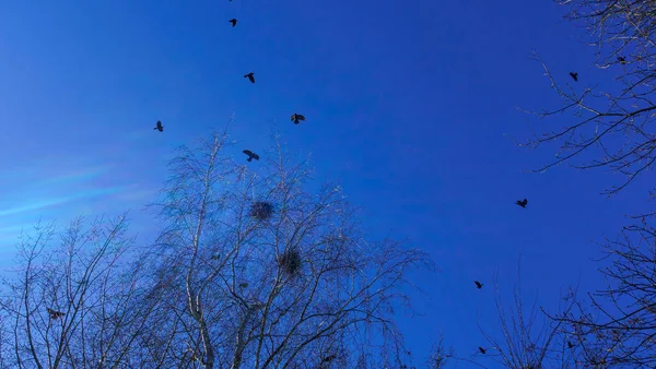 Колония Европейских Птиц Джекдоу Колония Галок Гнездящихся Высоко Голых Верхушках — стоковое фото