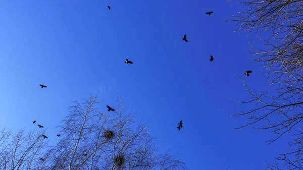 Ramos Nus Árvores Contra Céu Azul Pássaros Conservação Natureza Espaço — Fotografia de Stock