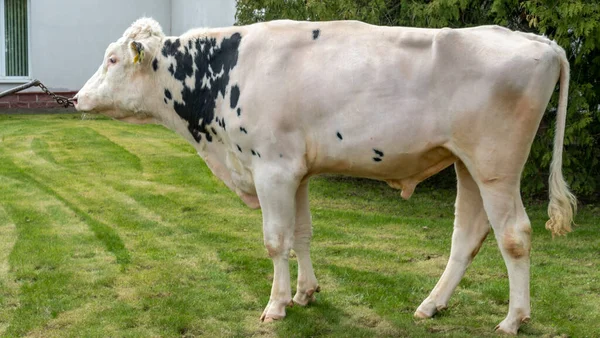 Çiftlikteki kabile boğası. Beyaz boğa Holstein 'in gösteri standındaki bir prodüktörüdür. Çiftlik işi kavramı.