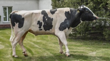 Gösteri rafındaki boğa yapımcısı. Tarım kataloğu için resimler. İneklerin döllenmesi için sperm üretimi. Tarım sektörü kavramı.