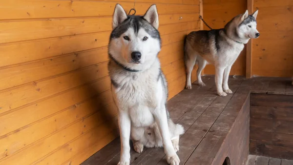 Husky Ego Zbliżenie Portret Głowa Pies Husycki Rasa Tle Drewniany — Zdjęcie stockowe