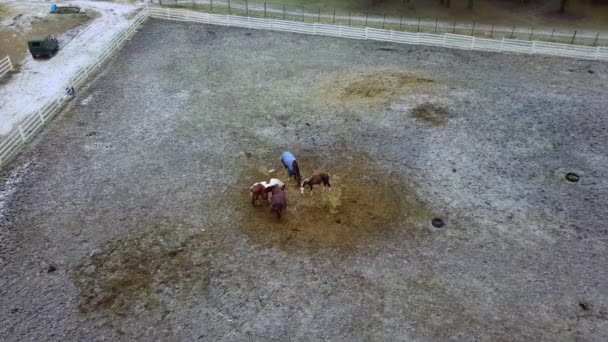 Atlar Kışın Bir Çiftlikte Ayrı Avluda Dururlar Havadan Geniş Açı — Stok video