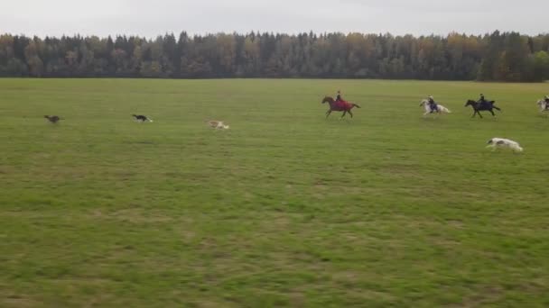 Historical Reconstruction Traditional Horse Hunting Russian Borzoi Dogs Horseman Greyhounds — Stock Video