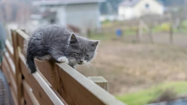 Kitty Repose Sur Clôture Gros Plan Chat Gris Couché Sur — Photo