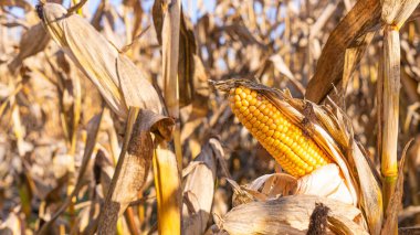 Yellow ear of corn on the background of dried stems. Agriculture concept.