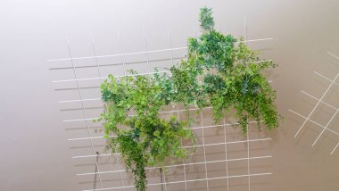 Beautiful green leaves of lant against white background. Space for text.