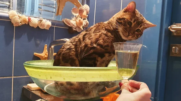 ガラスのスリンクに座って ワイングラスからスパークリングワインを飲んでいる若い優しい猫 面白い背景 — ストック写真