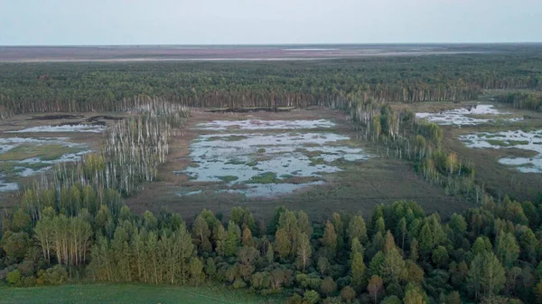 Pântano Recuperado Tornou Prado Pantanoso Cercado Por Floresta Local Nidificação — Fotografia de Stock