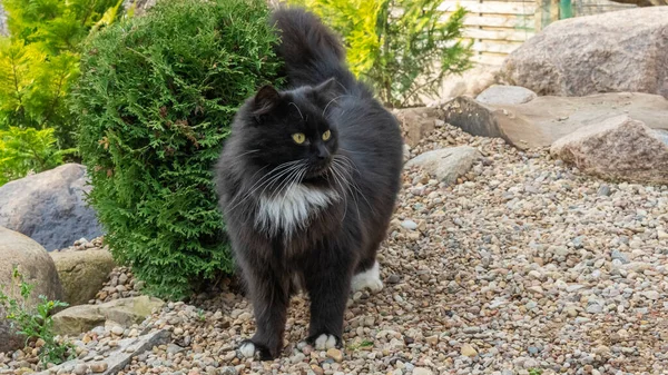 Big Black Domestic Cat Sits Street Animal Concept — Foto Stock