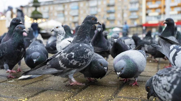 Many pigeons peck millet on sidewalk. Business and finance concept.