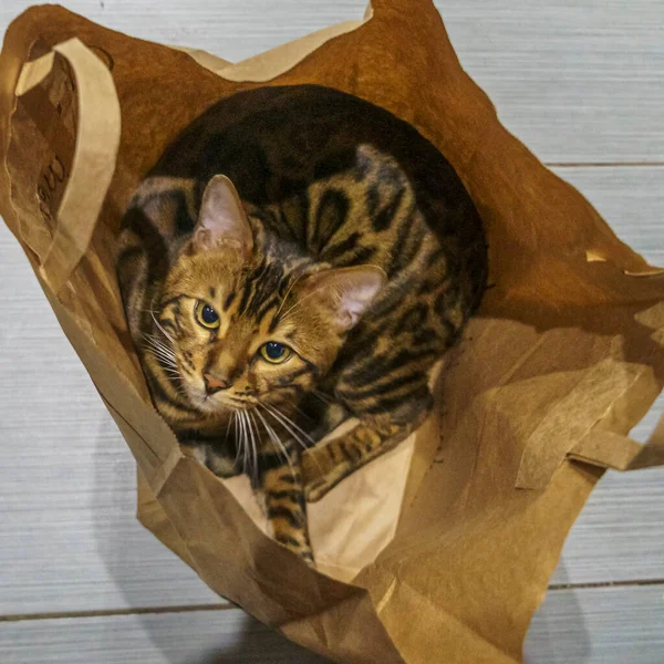 Bengal Cat Big Green Eyes Sitting Paper Bag Looking Animal — Stockfoto