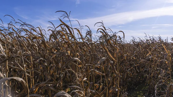 Dried Stalks Fodder Corn Classic Blue Sky Background Agriculture Concept — Foto Stock