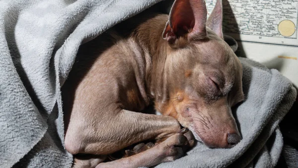 Şirin küçük teriyer gri kabarık bir battaniyenin içinde yatıyor ve tatlı tatlı uyuyor gülümsüyor..